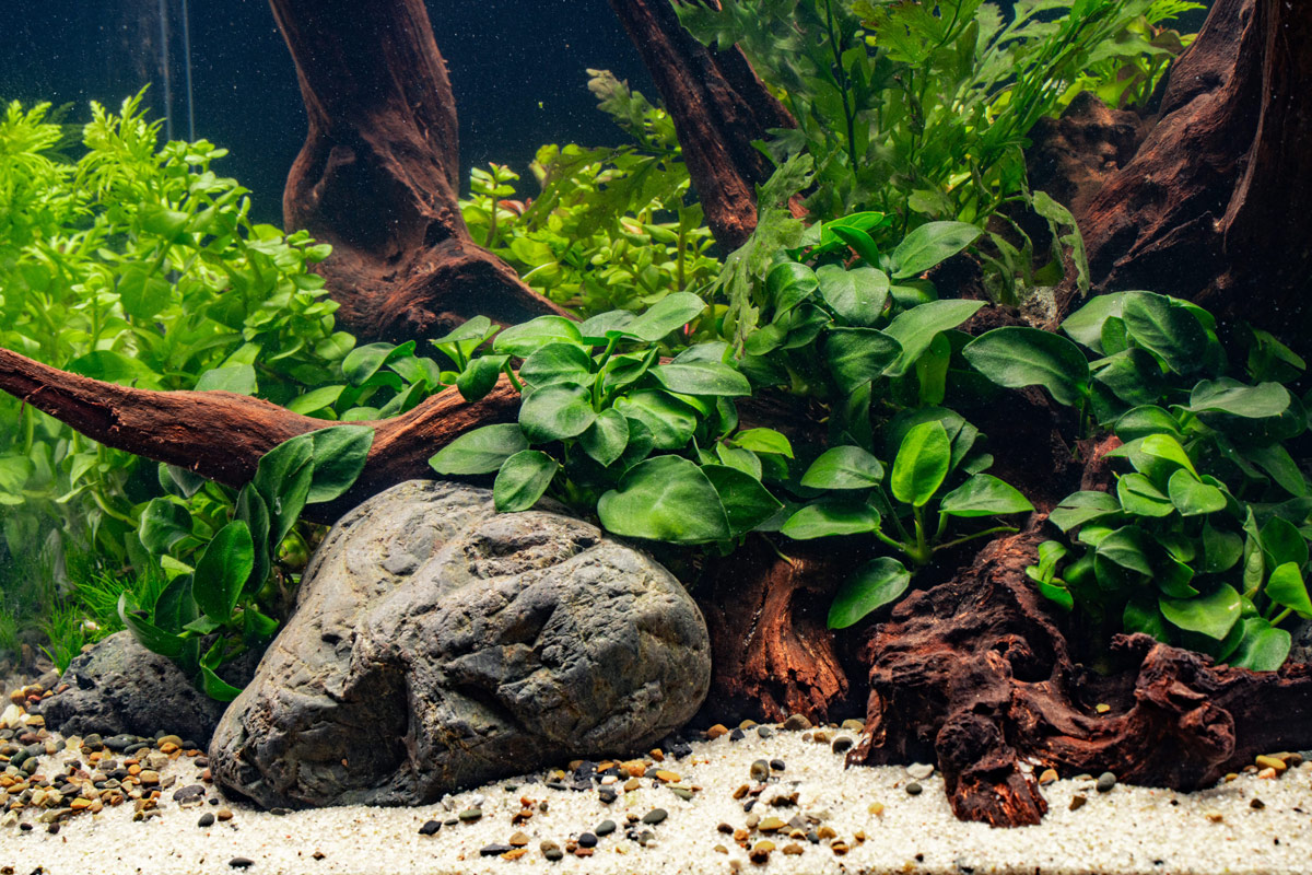 90 gallon tank - all included (stand, lights, filter, lights, scape) Price  drop