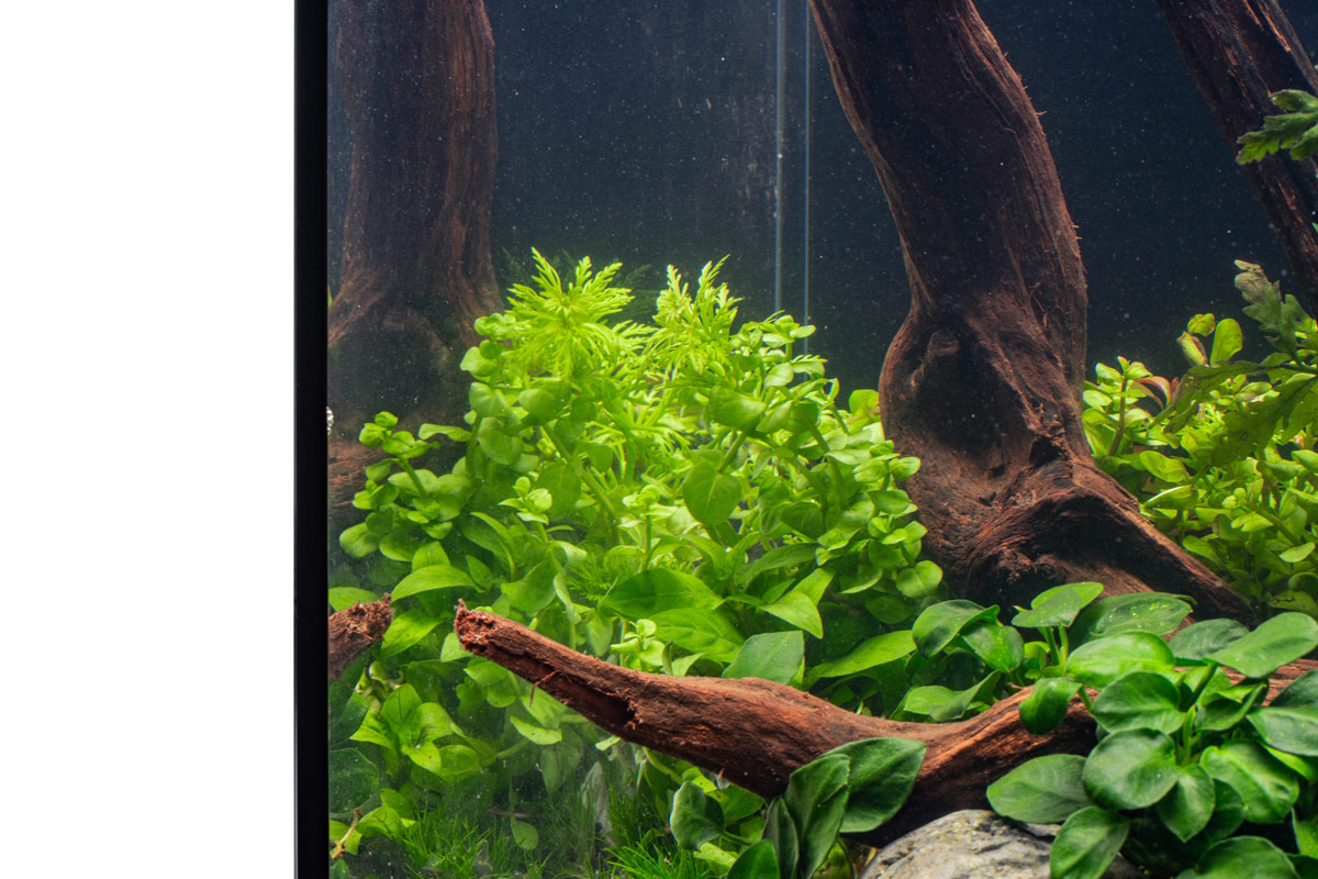 mix of green aquatic plants like anubias and emersed rotala with malaysian wood