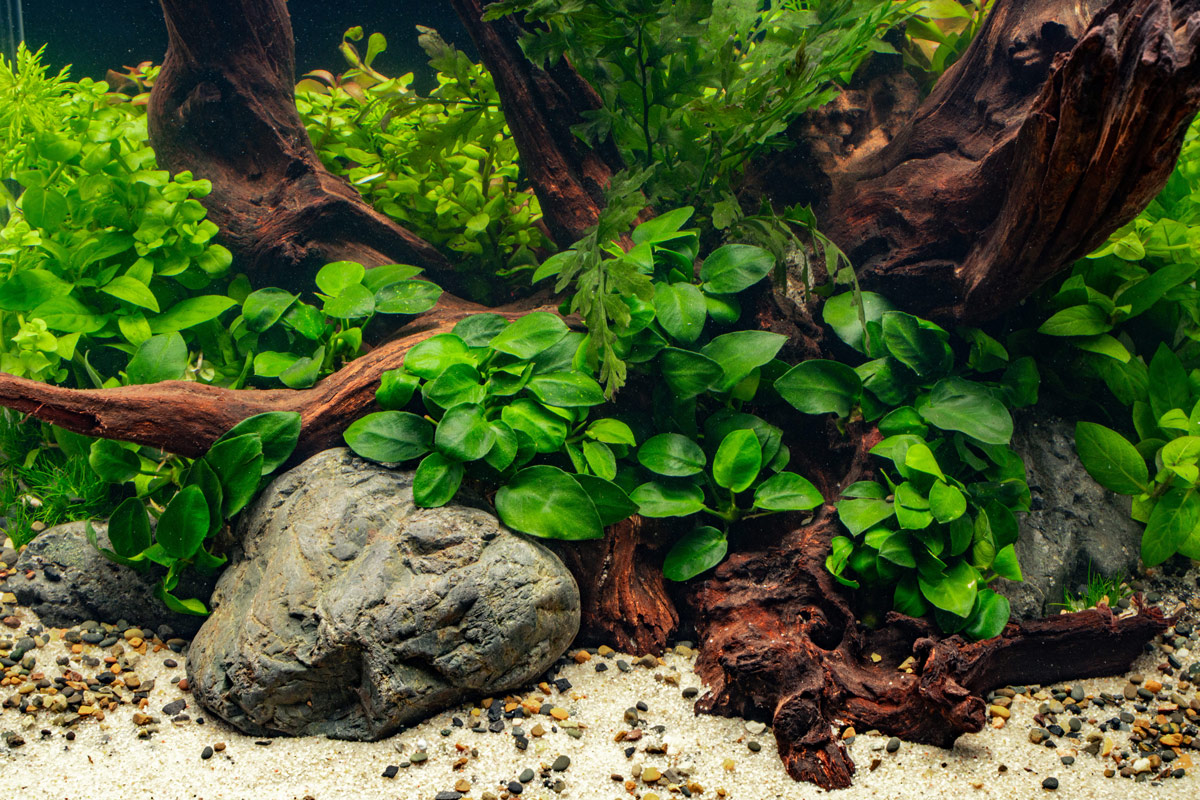 mix of green aquatic plants like anubias and with malaysian wood