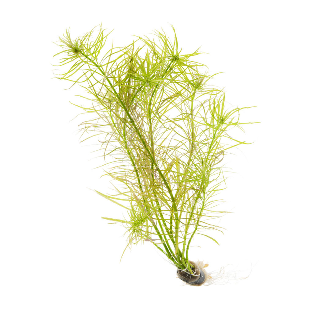 aquatic-plants-ultum-nature-systems