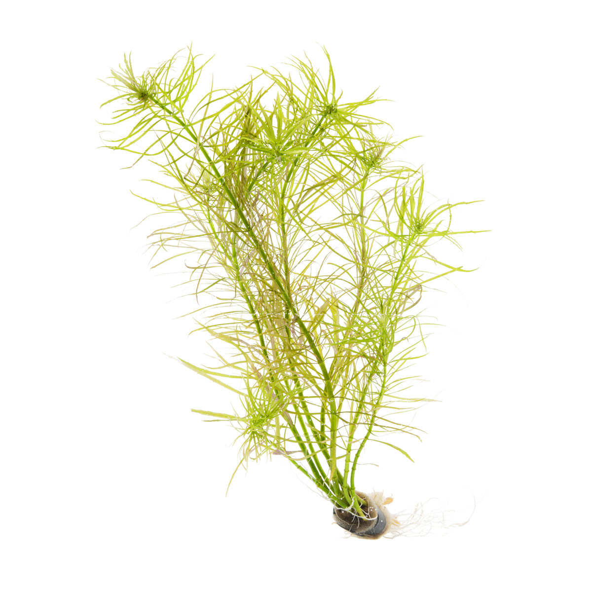 Aquatic Plants Dark Set - 1 nénuphar rouge foncé et 8 plantes de