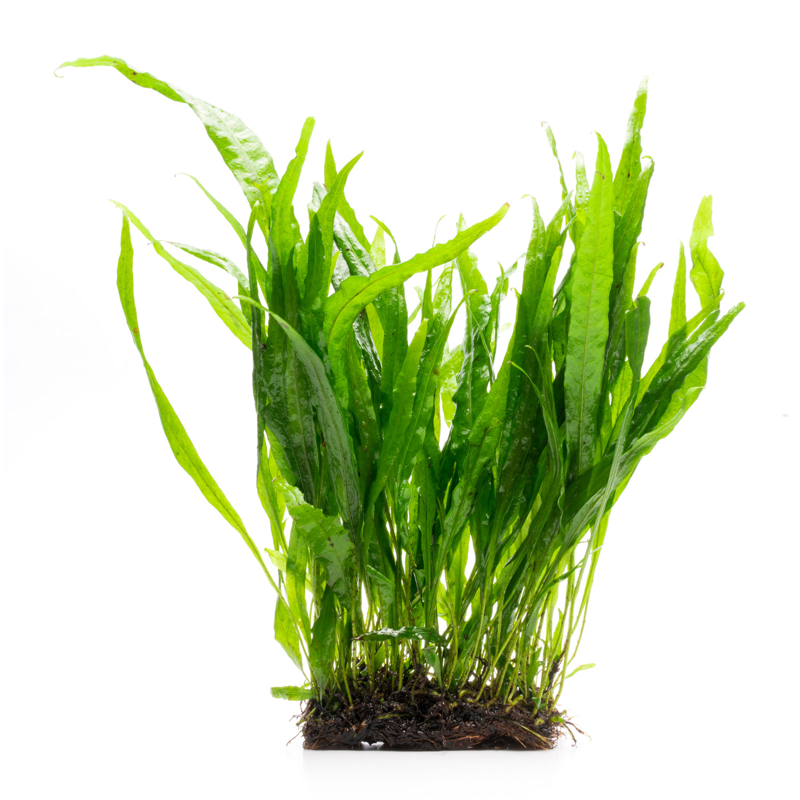 Ultum Nature Systems Aquatic Plant