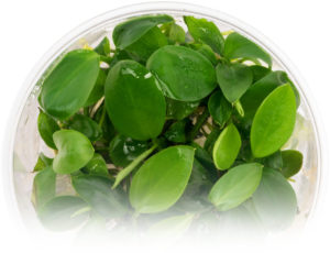 Tissue Culture Aquarium Plants – Ultum Nature Systems