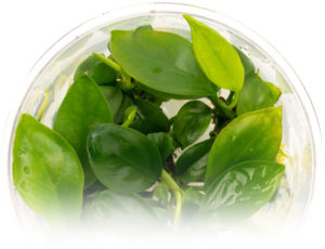 Tissue Culture Aquarium Plants – Ultum Nature Systems