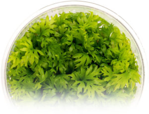 Tissue Culture Aquarium Plants – Ultum Nature Systems