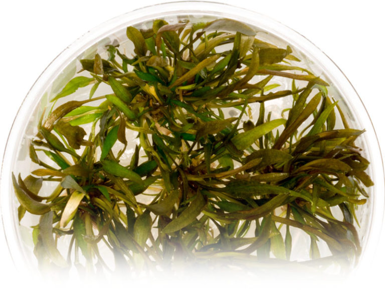 Tissue Culture Aquarium Plants - UNS Ultum Nature Systems Tissue Culture Aquarium Plant Cryptocoryne AxelroDi 768x589