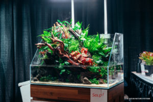 UNS 60E paludarium tank featuring a mix of aquatic plants and terrarium plants