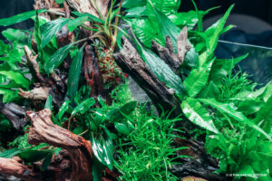 mix of emersed aquatic plants and terrestrial plants in an open paludarium tank