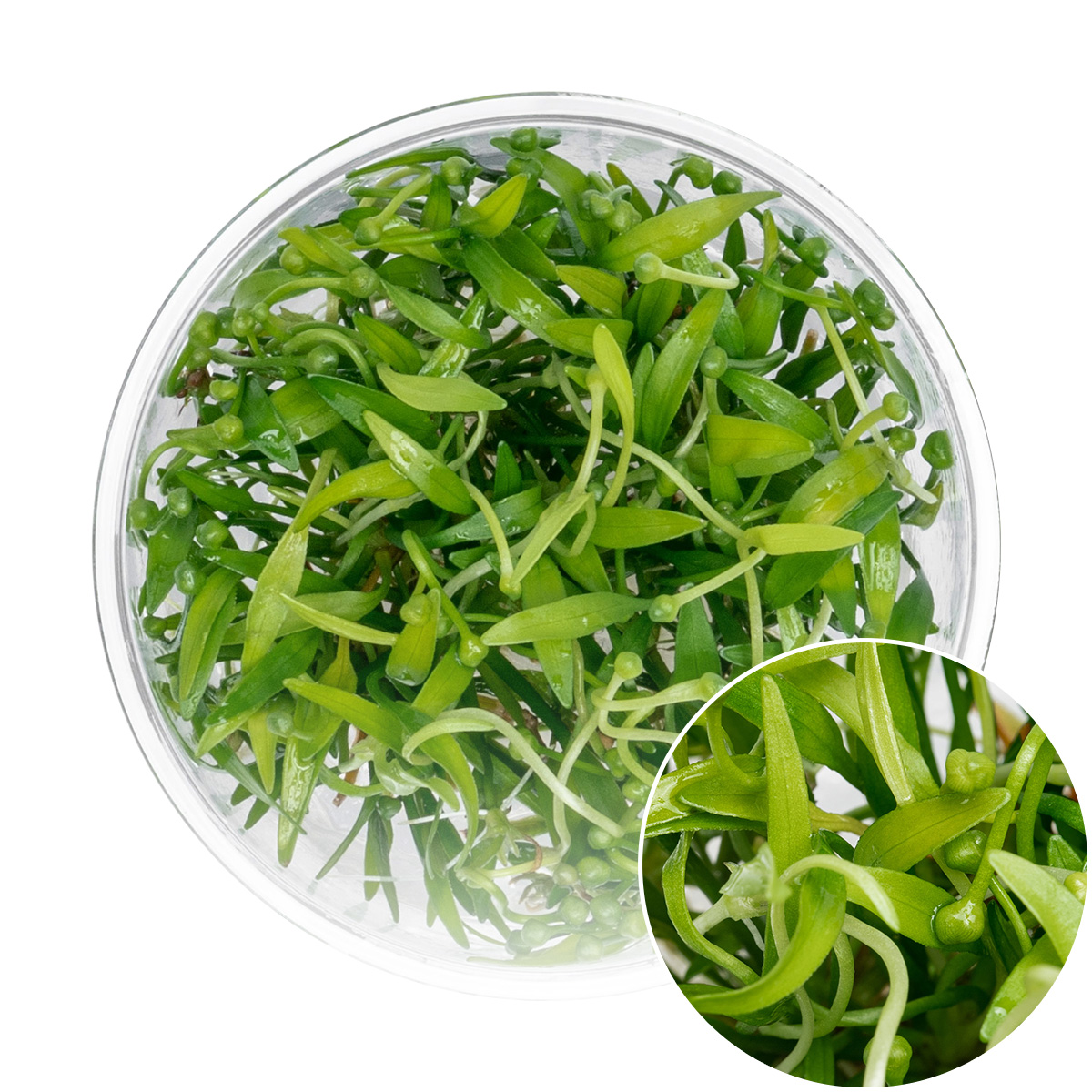 Helanthium Tenellus Broad Leaf UNS Tissue Culture Aquatic Plant Agar Gel