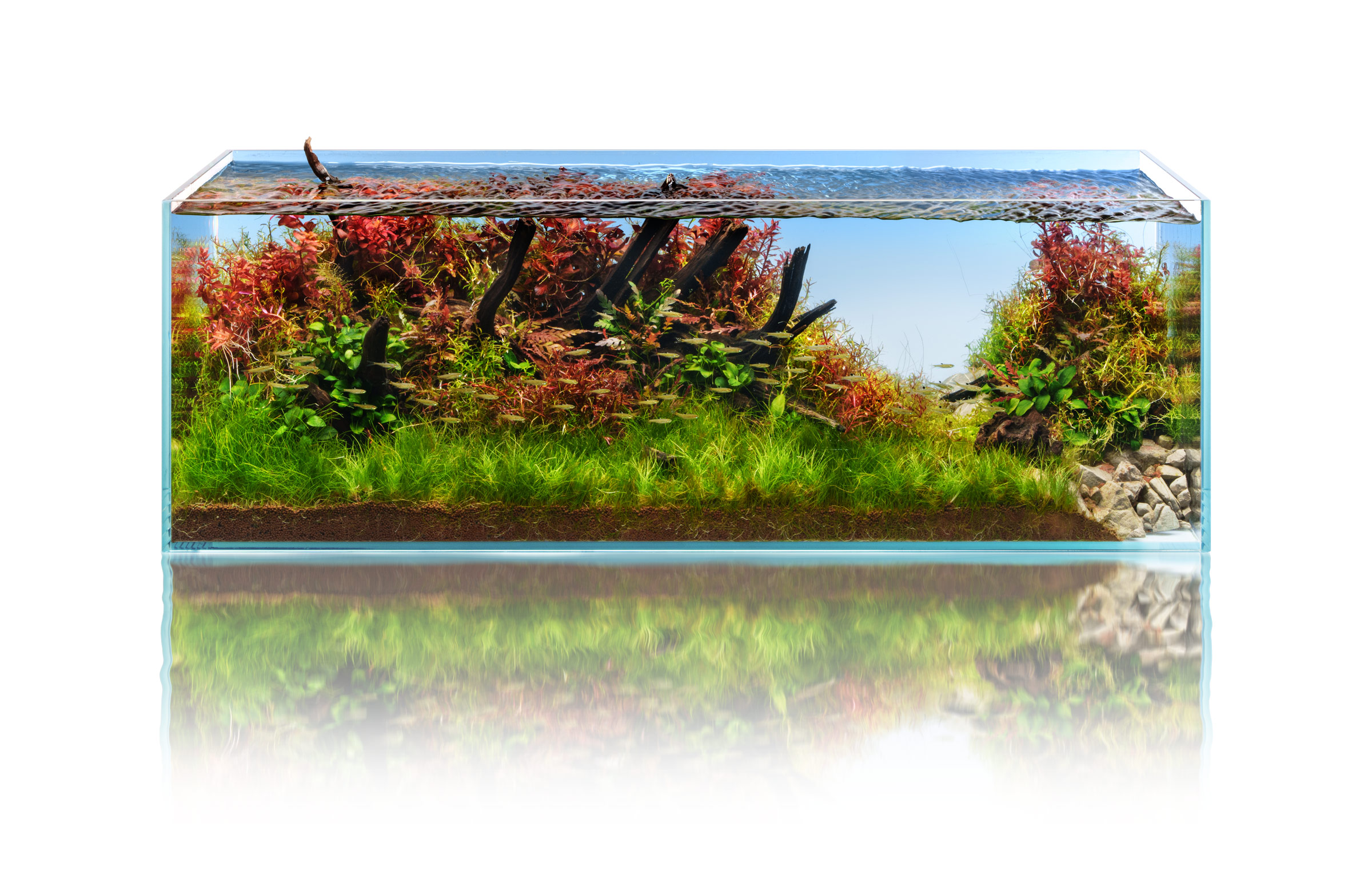 Ultum Nature Systems Blue Background Limited Edition Rimless Glass Aquarium Tank