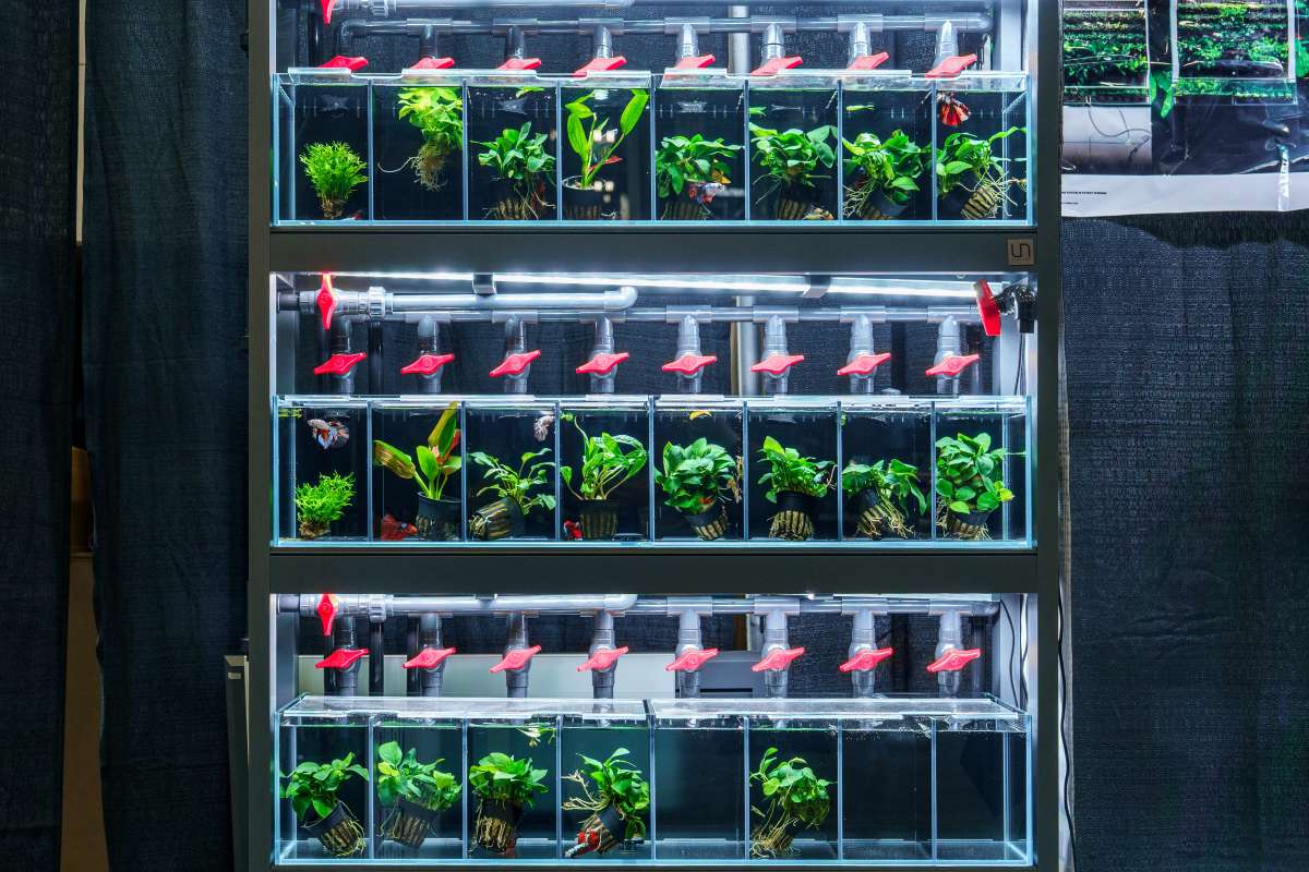 Betta and Livestock Holding System - Ultum Nature Systems